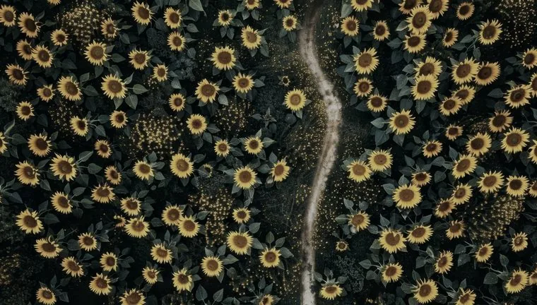 Sunflower field, feedstock origin